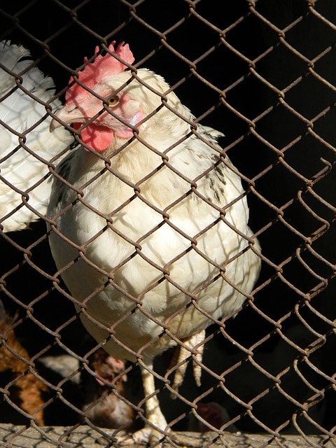 正是這個背 正是這個背